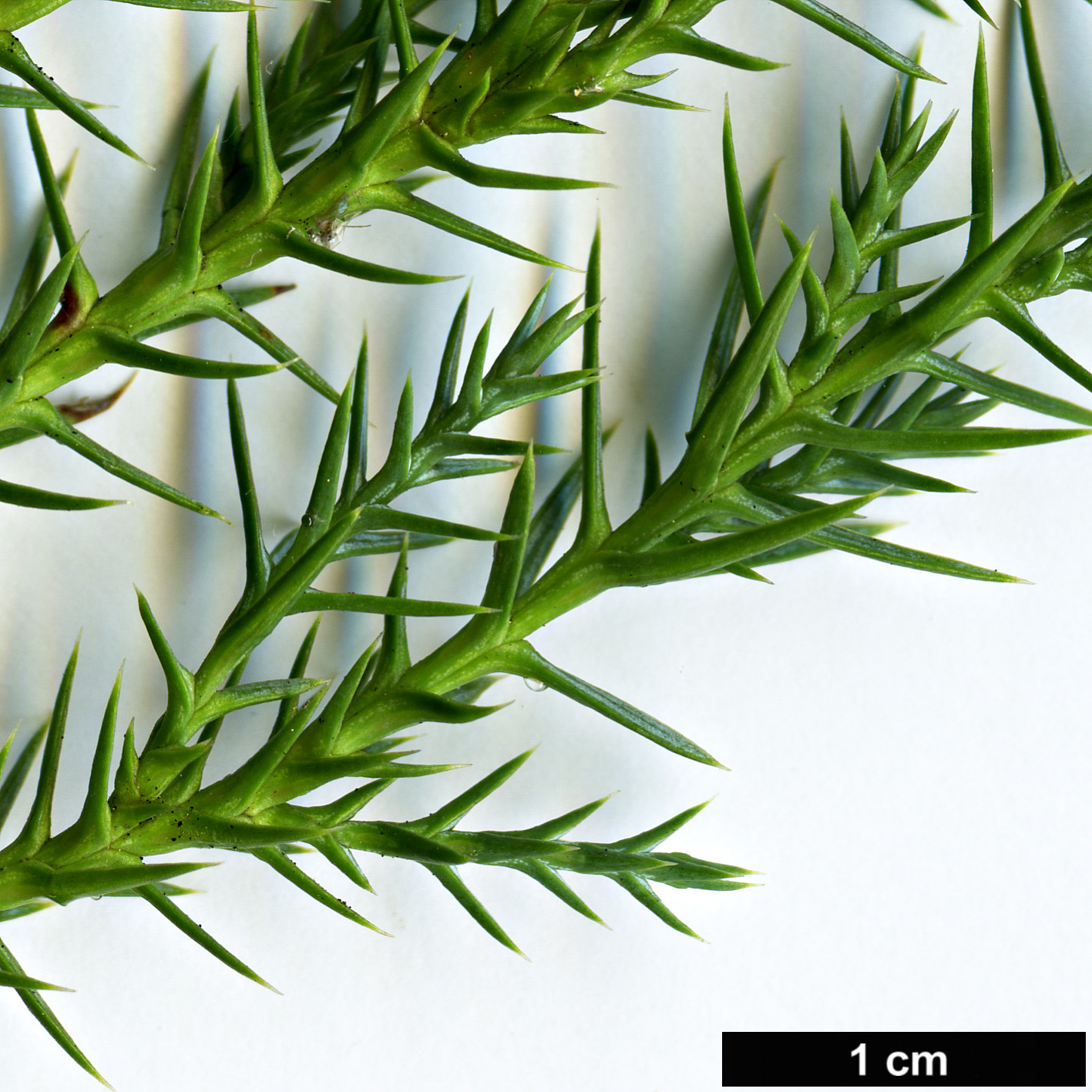 High resolution image: Family: Cupressaceae - Genus: Juniperus - Taxon: polycarpos var. seravschanica High resolution image: Family: Cupressaceae - Genus: Juniperus - Taxon: polycarpos var. seravschanica